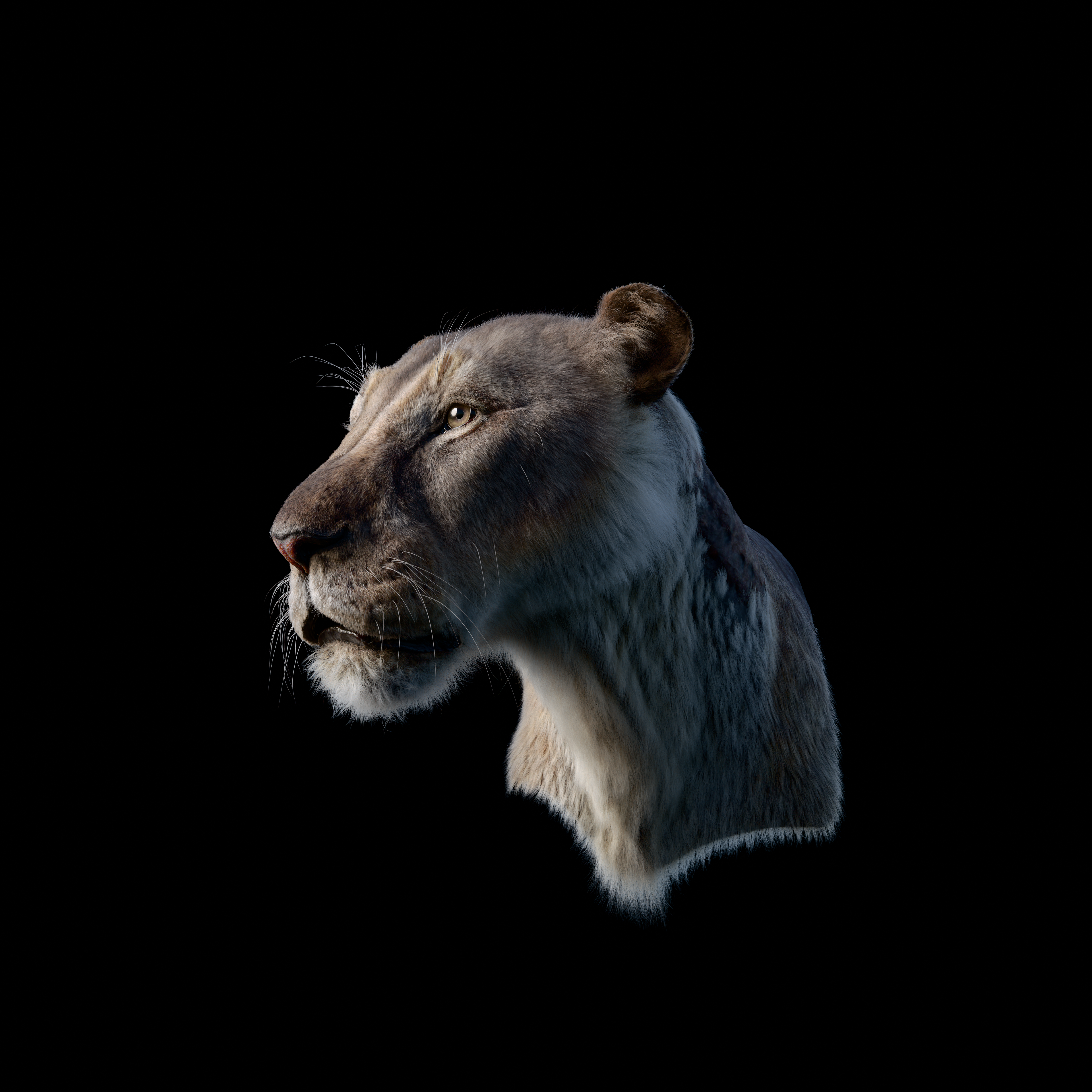 RGB animal render used for point-cloud color and fine fur detail